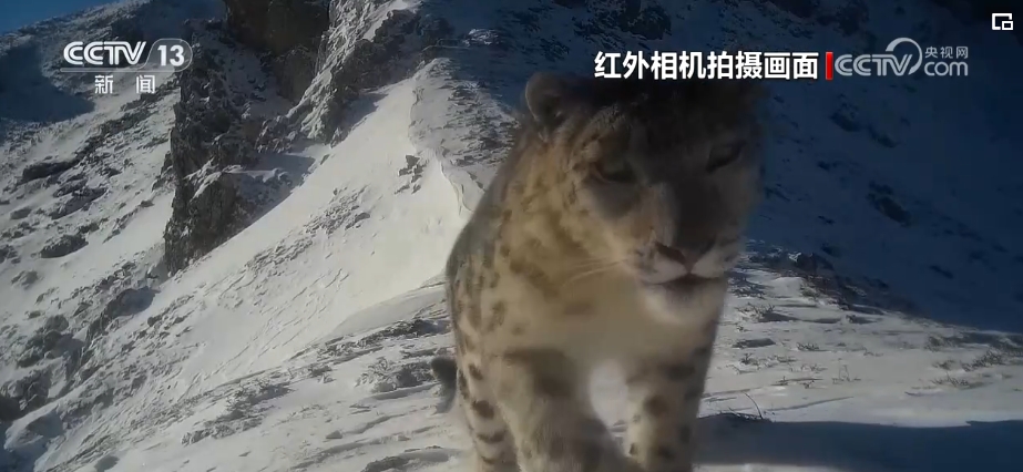 雪豹、鹭鸟、蝴蝶……万物和谐！生态空间面积不少、功能不降、性质不变