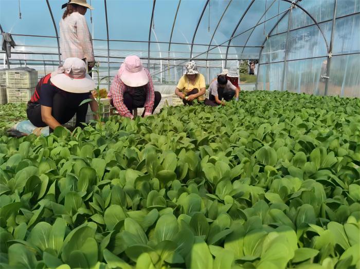 （乡村行·看振兴）河南“农家宝”百花齐放 特色种植产业助民增收