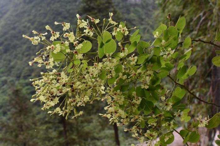 广西岩溶地区连续发现植物新种