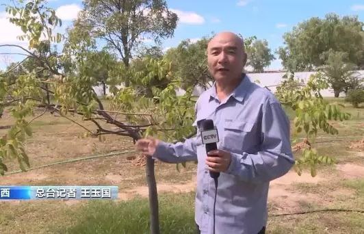 巴西降雨量大幅增加水果生产基地严重减产