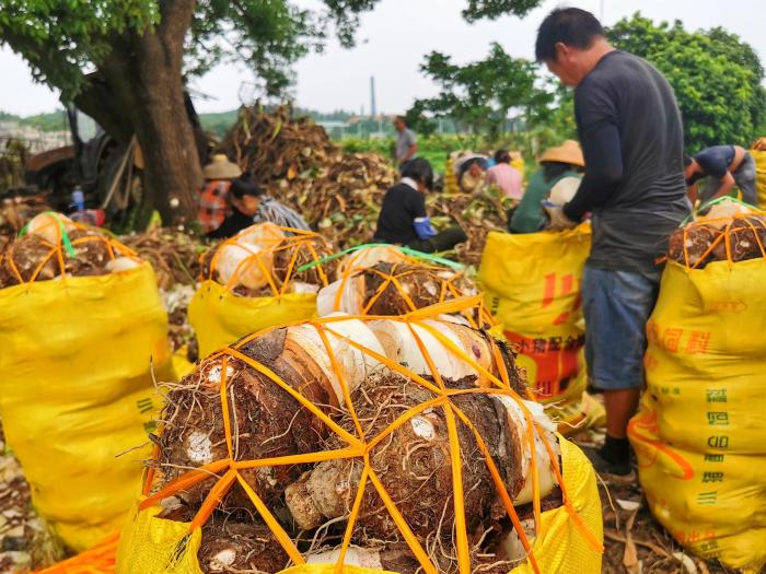 广东台山芋头上市 制成美食谁“芋”争锋