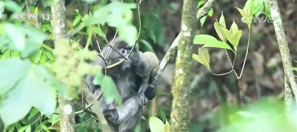 多组镜头见证中国生物多样性保护“硕果累累”