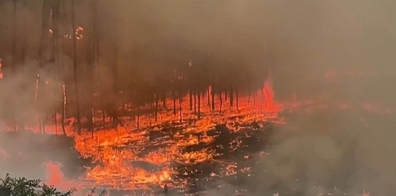 葡萄牙中部和北部山火肆虐已致7人死亡