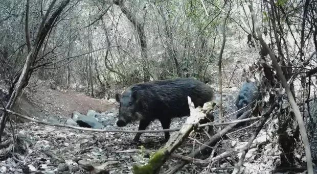 野猪家族现身大理剑川剑湖湿地温馨觅食