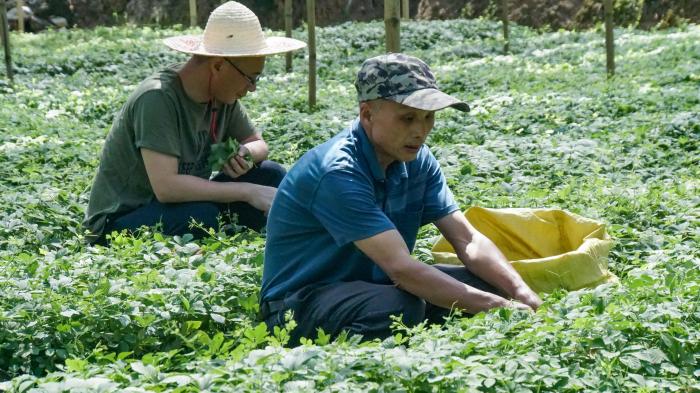 （走进中国乡村）广西荔浦绞股蓝：深山野草畅销海内外