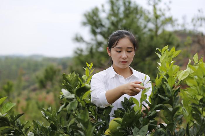 （走进中国乡村）“Z世代”赣南山村种音乐脐橙 解锁田间新农事