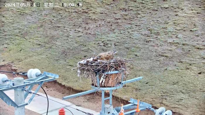 青海绿色电网赋能生物多样性保护