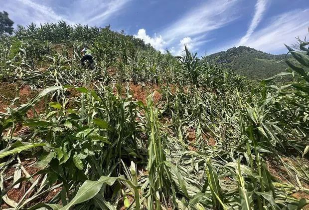 村民地里几千株玉米和80余棵芒果树被砍毁