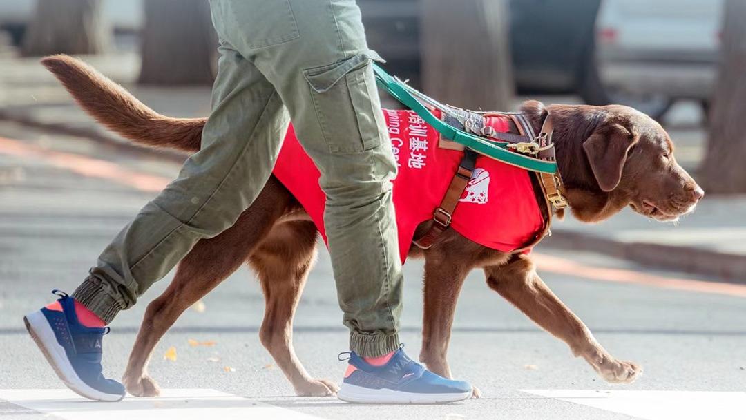 国际导盲犬日｜与爱同行 关爱视障人士的“第二双眼睛”