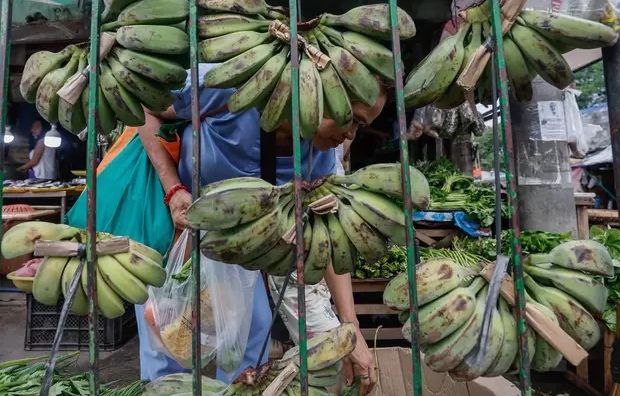 菲律宾香蕉对华出口锐减越南成中国最大的香蕉进口来源国