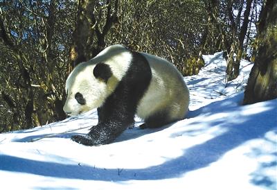 一年四季，他们都在“追”熊猫