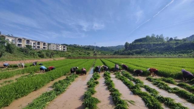 三大粮食作物完全成本保险和种植收入保险覆盖全国