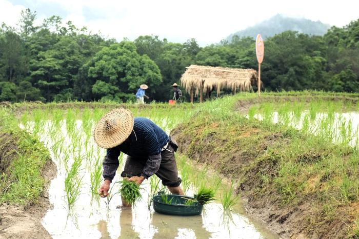 践行大食物观 福建屏南有“粮”方