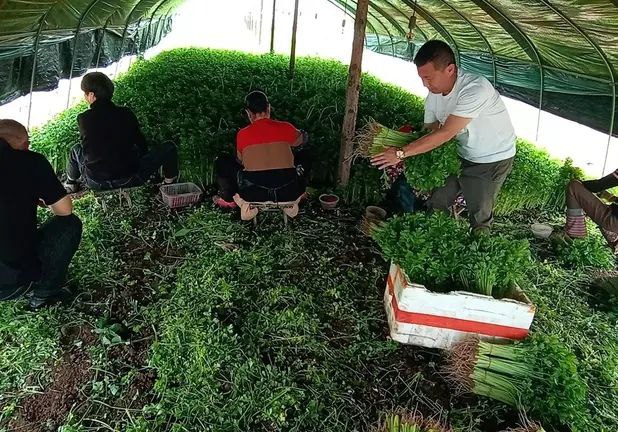 扎根乡村二十四年这家家庭农场发展循环种养效益高