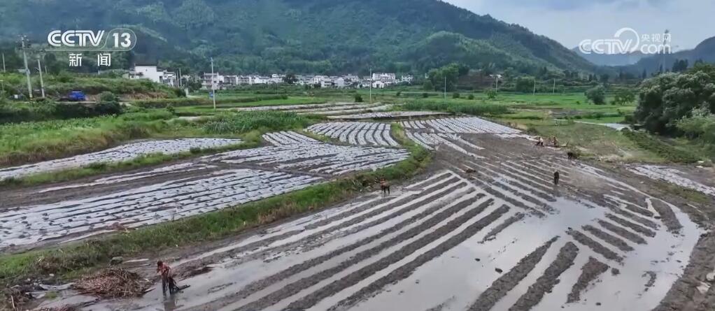 强降雨造成南方多地农作物不同程度受灾 农户争分夺秒补插秧苗